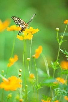 黄色の花と蝶