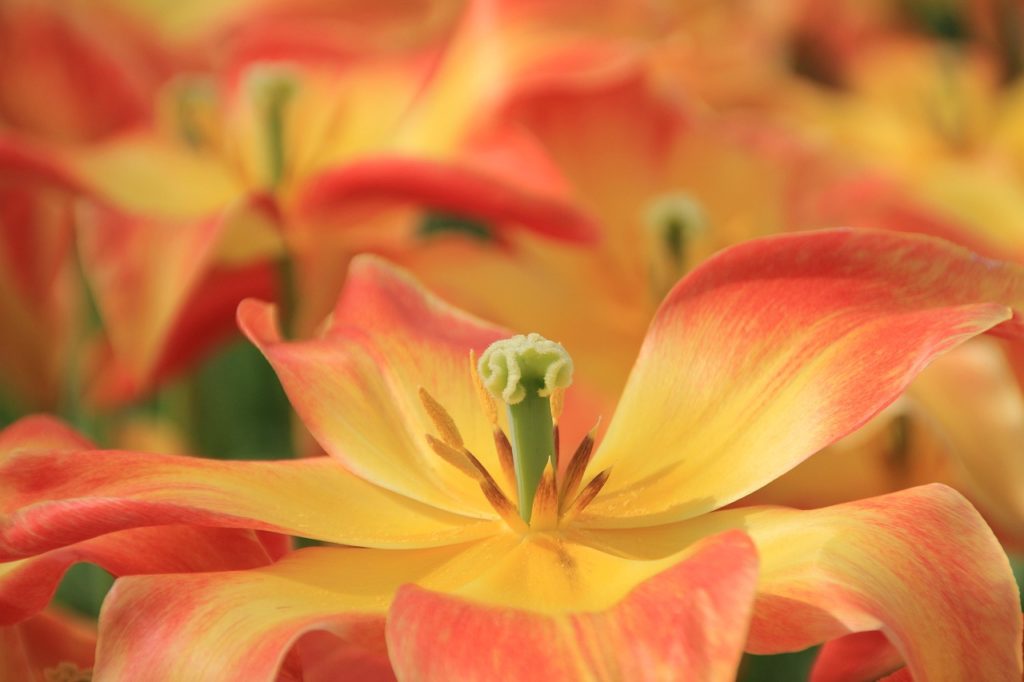 5月19日(月)～25日(日) 今週のスピリチュアルメッセージ